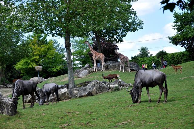 min 2013 07 06 beauval 086